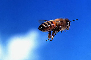 Casa Quickie: Keeping Bees Away From Your Pool