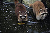 Have Raccoons Invaded Your Home or Yard?