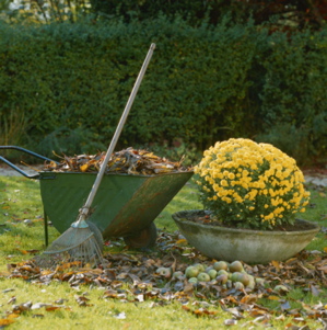 Garden Therapy: Leaf Relief