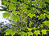 Name This Tree