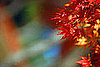 Do You Decorate With Autumn Leaves?