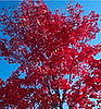 Fall Garden: Scarlet Jewell Maple