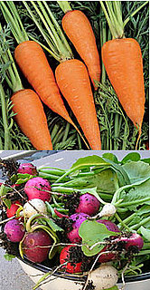 Casa Quickie: Plant Carrots With Radishes