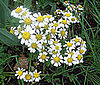 Name This Flower
