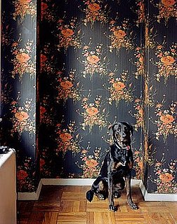 Love It or Hate It? Pets in Shelter Photos