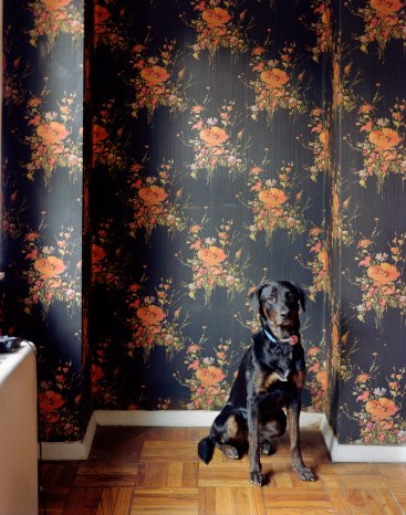 Love It or Hate It? Pets in Shelter Photos