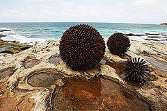 "Urchins" by Kelly Ann Lees at 2008 Sculpture by the Sea in Sydney, Australia "Urchins" by Kelly Ann Lees at 2008 Sculpture by the Sea in Sydney, Australia