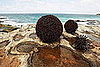 "Urchins" by Kelly Ann Lees at 2008 Sculpture by the Sea in Sydney, Australia
