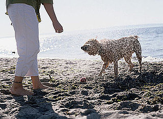 Ask Casa: A Sand-Friendly Vacuum
