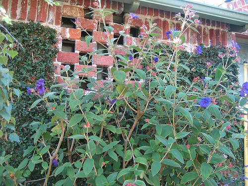Garden Therapy: A Craftsman Garden Garden Therapy: A Craftsman Garden