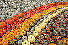 Midday Muse: A Plethora of Pumpkins