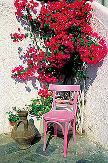 Open House: Overwintering Plants