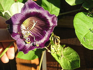 Name This Flower