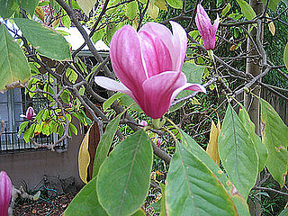 Name This Tree