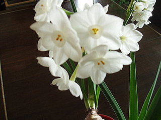 Name This Flower