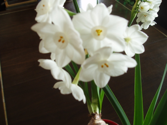 Name This Flower
