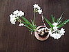 Casa Quickie: Extend Your Forced Bulb Blooms