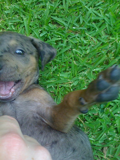 He is such a happy puppy!