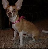 Say a little prayer for Belle!