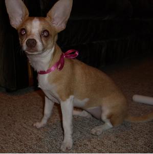 Say a little prayer for Belle!