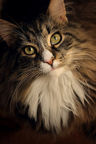 My Kitten Nala