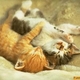 KittensRkute