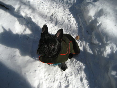 Babar's Winter Walks