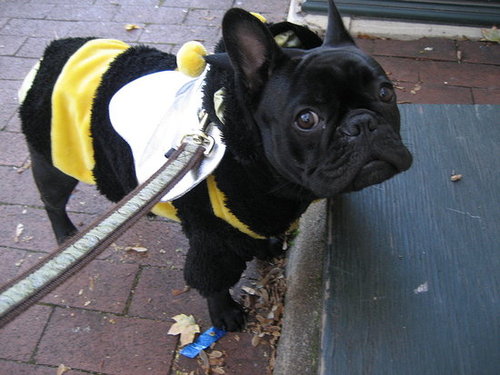 Babar the Bumble Bee