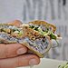 Kahlua Pork on a Taro Roll
