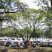 Vendors Tents