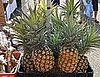 Exploring the Farmers Market of Oahu 