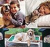 Win an Iams Package For Your Cat or Dog and Two Kuranda Beds For Shelter Pets 
