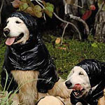 Montcler Shows Off Shiny Jackets With Help From a Few Dogs Montcler Shows Off Shiny Jackets With Help From a Few Dogs