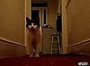 Cat "Talks" With an English Accent
