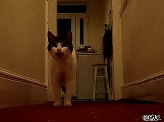 Cat "Talks" With an English Accent
