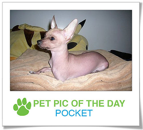 Pet Pics on PetSugar 2009-02-06 09:30:37