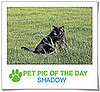 Pet Pics on PetSugar 2009-02-16 09:30:53