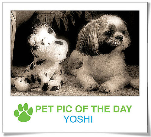 Pet Pics on PetSugar 2009-02-10 07:00:22