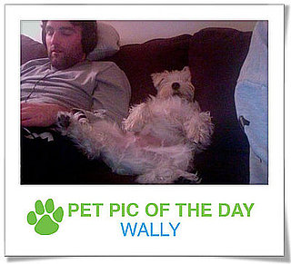 Pet Pics on PetSugar 2009-02-20 09:30:15