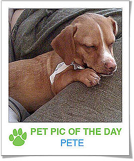 Pet Pics on PetSugar 2009-02-23 07:15:16