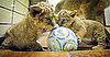 Sugar Shout Out: Up Close and Personal with 2 Little Lions