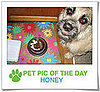 Pet Pics on PetSugar 2009-02-25 09:30:13
