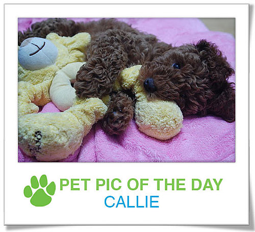 Pet Pics on PetSugar 2009-03-02 09:30:34