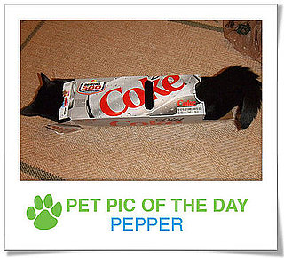 Pet Pics on PetSugar 2009-03-03 09:30:42