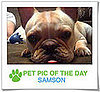 Pet Pics on PetSugar 2009-03-16 09:30:15
