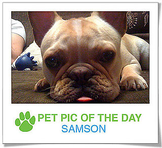 Pet Pics on PetSugar 2009-03-16 09:30:15