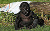 Sugar Shout Out: Meet Hasani, the SF Zoo's New Baby Gorilla!
