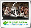 Pet Pics on PetSugar 2009-03-10 09:30:03