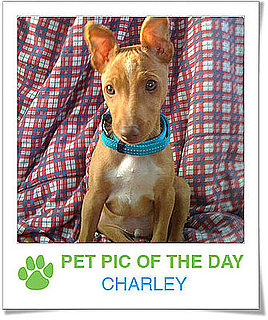 Pet Pics on PetSugar 2009-03-11 09:30:08