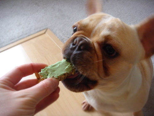 Samson loves treats! Samson loves treats!